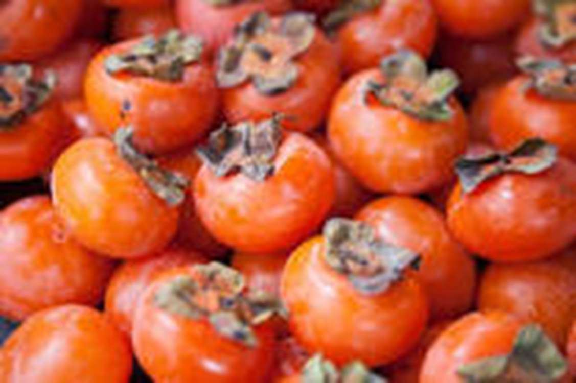 خرمالو لنگرود